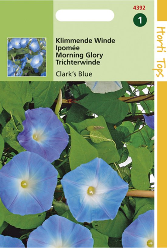 Prunkwinden Clarks Blue (Ipomoea) 60 Samen